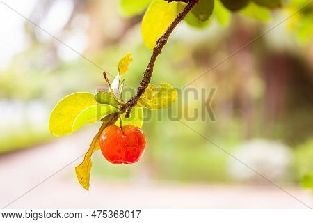 Pitanga, Orange Fruit, With A Lot Of Vitamin C, Which Produces An Excellent Juice. Native To The Bra