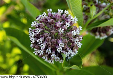 Flower Of The Plant Asclepias Syriaca Of The Apocynaceae Family. Flowers Honey Plants. Blooming Ascl