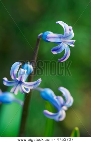 Fiore