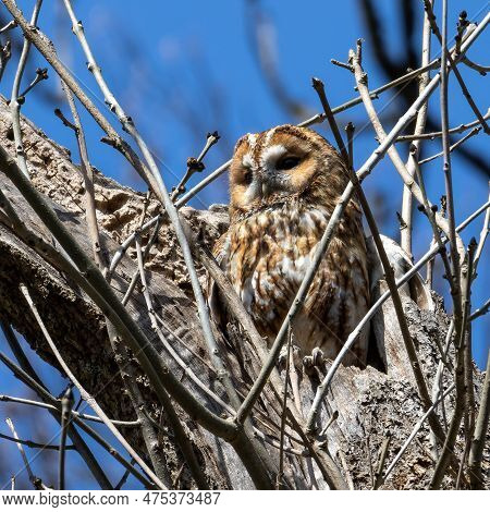 The Tawny Owl, Strix Aluco Perched On A Twig. This Brown Owl Is A Stocky, Medium-sized Owl Commonly 