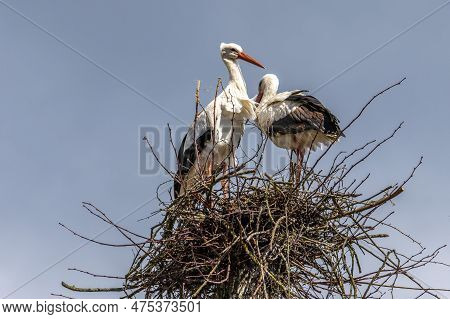 White Stork, Ciconia Ciconia On The Nest In Oettingen, Swabia, Bavaria, Germany In Europe