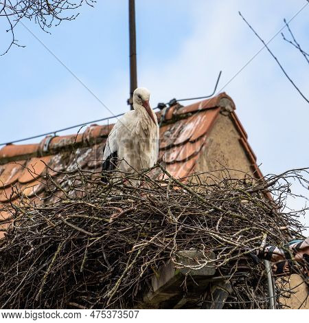 White Stork, Ciconia Ciconia On The Nest In Oettingen, Swabia, Bavaria, Germany In Europe