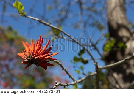 Bright Red Spectacular Flowers Of Erythrina Against Blue Sky Background. Erythrina Corallodendron, T