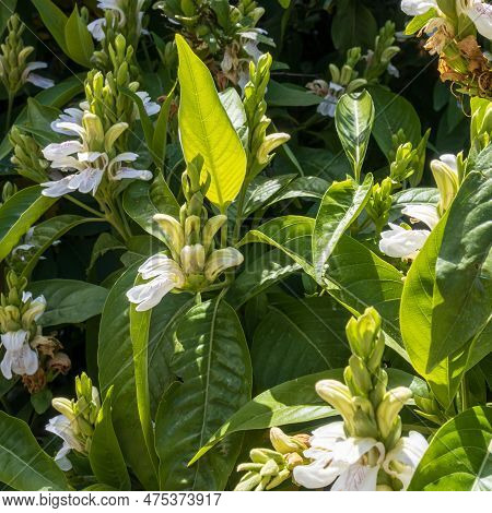 Justicia Adhatoda Flower And Tree.this Tree Is Near The Home.