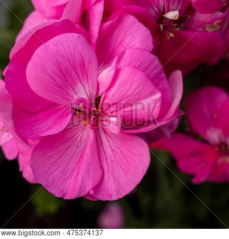 Flora Of Israel. Square Frame. Pelargonium Graveolens Is A Pelargonium Species Native To The Cape Pr