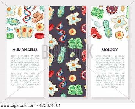 Human Cells Vertical Banner As Medicine And Biology Vector Template