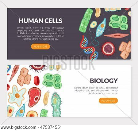 Human Cells Landing Page As Medicine And Biology Vector Template