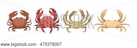 Different Crabs As Decapod Crustaceans With Claws Vector Set