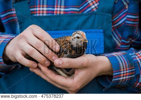 Brown Dwarf Chicken In Farmer's Hands Close-up Poultry Farming Household.