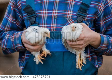 A Man Farmer In A Shirt And Overalls, Holds A Two Dwarf White Chickens Close Up In His Hands Poultry