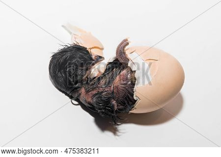 Close-up Of Dark Newborn Cute Little Small Chick Trying To Get Out Of Hatching Chicken Egg Shell On 