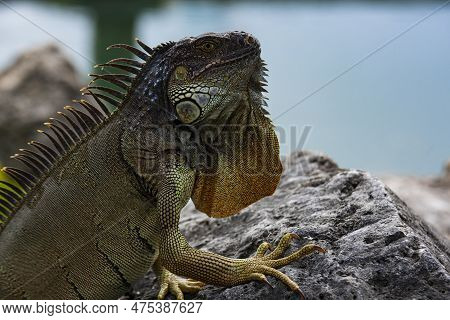 Iguana, American Iguana Is A Lizard Reptile In The Iguana In The Iguana Family. And In The Subfamily
