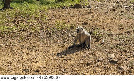 The Langur Monkey Is Sitting On The Ground. Beige Fluffy Fur, Black Muzzle. The Bird's Feather Lies 
