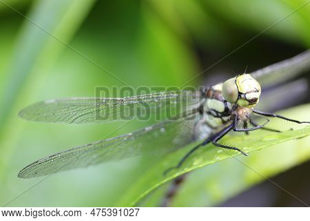 The Dragonflies (odonata) Make An Order Within The Class Of Insects (insecta)