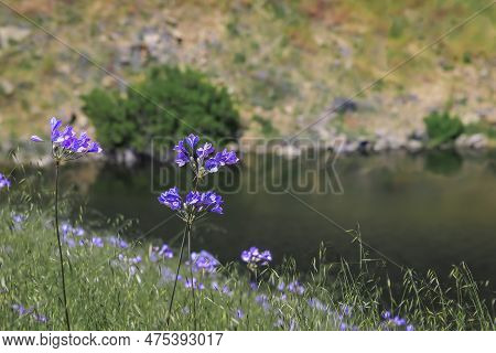 Superbloom In Central Valley California, Wildflowers Covering Meadow And Hills