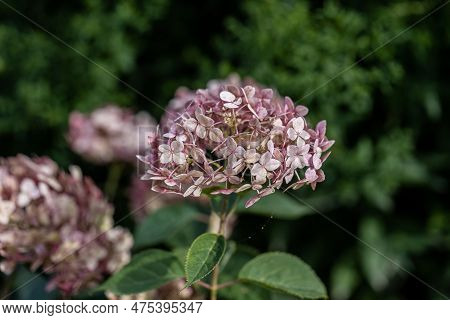 Hydrangea Arborescens Incrediball Blush, Sweet Annabelle In Garden Flowers