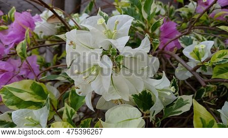White And Purple Bougenvillea In The Garden