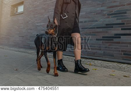 Doberman On A Walk In The City. Woman With Doberman On The City Street. Young Woman Walking Her Dog 