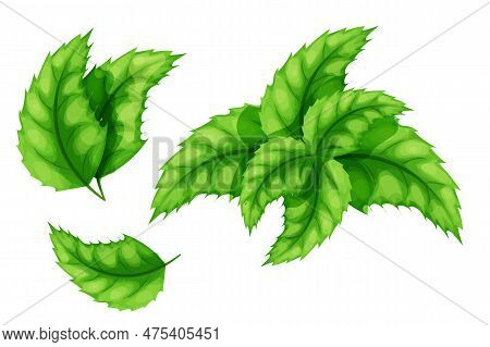 Set Mint, Peppermint Leaves, Mentol Herb In Cartoon Style Isolated On White Background. Vector Illus