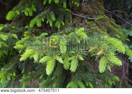 New Growth On Branches Of Serbian Spruce In Mid May