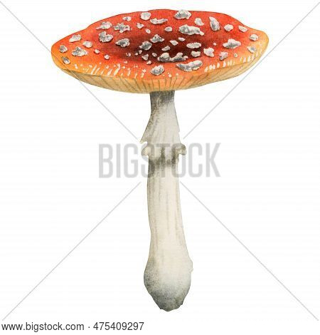Redcap Fly Agaric Illustration Isolated On White Background. Hand Drawn Red Poisonous Mushroom With 