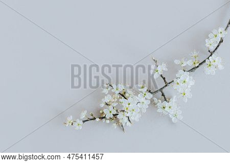 Beautiful Branch With White Blossom On A Grey Background. Spring Minimalistic Concept. Place For Tex