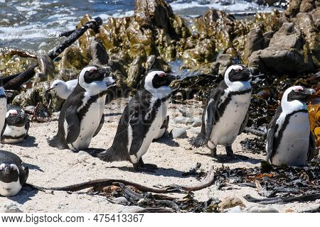 Penguin Colony At Stony Point Of Betty's Bay, South Africa