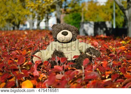 A Teddy Bear With A Cute Inscription On A Sweater Sits On Red Leaves Of A Bush