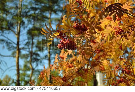 Ripe And Juicy Bunches Of Rowanberries Hang On Branches With Yellow Leaves