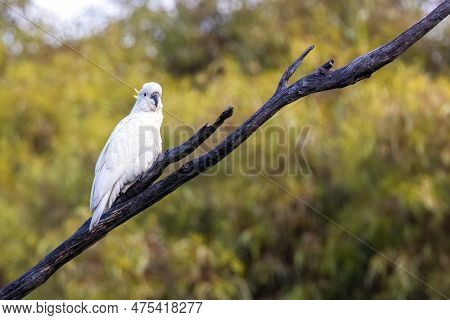 Title: A Sulphur-crested Cockatoo, Cacatua Sulphurea, On A Tree Branch In Victoria, Australia. This 