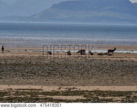 Group Of Watchful Roe Deer Gathered At The Beach Of Applecross At The Coastline Of Northern Scotland
