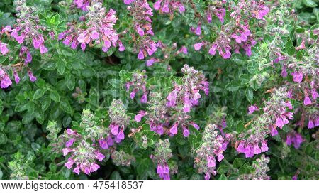 Teucrium Lucydris Plants, Pink Inflorescence. Medicinal Herb.