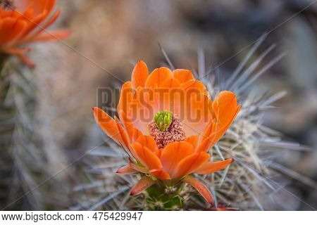 The Orange Blooms Of The Hedgehog Cactus (echinocereus Triglochidiatus), Or Claretcup Cactus Of Ariz
