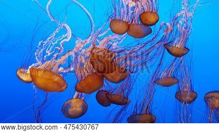 Jellyfishes In A Crystal Dance In The Ocean