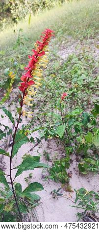 Flower Amasonia Lasiocaulis (lamiaceae). In A Region Of Countryside And Rainforest.