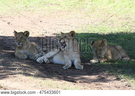 Three Grown-up Lion Cubs Resting In The Shade Of A Bush, Closeup