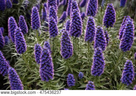 Closeup View Of Purple Echium Candicans Plants Blooming In The Community Park, California. Pride Of 