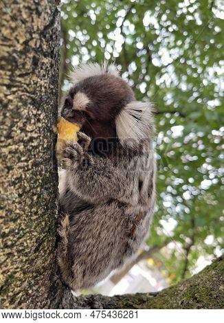 Marmoset Leaning Against The Tree And Eating A Piece Of Banana