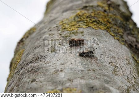 Natural Low Angle Closeup On A Male And Female Mellow Miner Solitary Bee, Andrena Mitis, Sitting On 