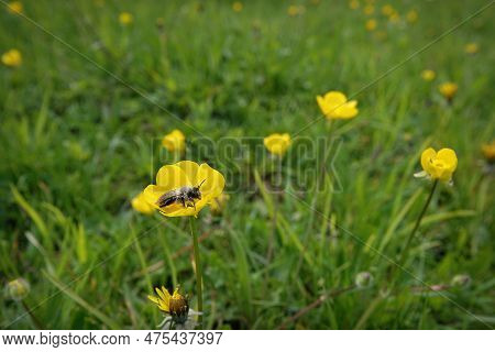 Natural Wide Angle Closeup On A Female Grey-backed Mining Bee, Andrena Vaga In A Yellow Buttercup Fl