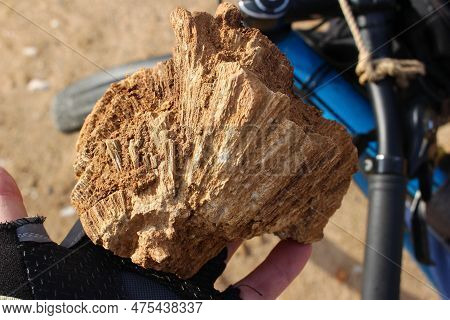 Fossilized Fossil Specimen Of The Chaetetes Sponge In Hand, Rockhounding. Russia, Kaluzhskiy Region