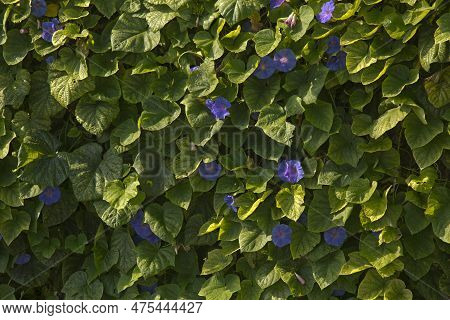 Blue Morning Glory, Oceanblue Morning Glory, Koali Awa, Blue Dawn Flower(ipomoea Indica).