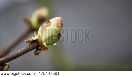 Leaf Bud Of The European Horse-chestnut, Aesculus Hippocastanum In Spring, Banner Size Image With Co