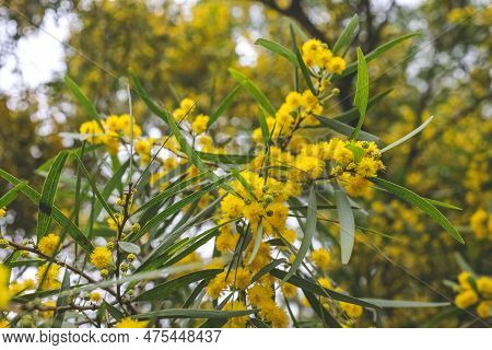 Flowering Cootamundra Wattle Acacia Baileyana Tree