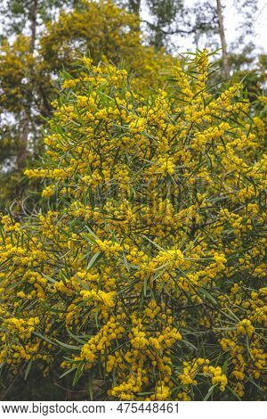 Flowering Cootamundra Wattle Acacia Baileyana Tree