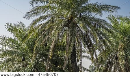 The Crown Of Palm Trees Against The Blue Sky. Sleeping Bats Hanging Upside Down Can Be Seen Among Th