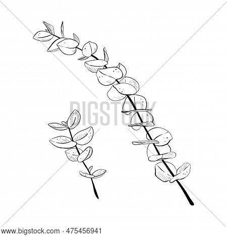 Vector Illustration Of Two Eucaliptus Stems. Black Outline Of Container With Liquid, Graphic Drawing