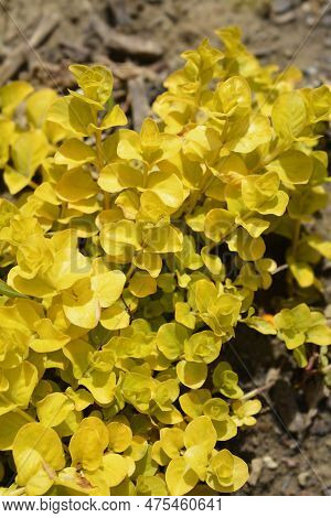 Golden Creeping Jenny Leaves In The Garden
