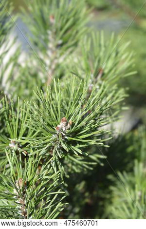 Dwarf Mountain Pine Gnom Branch In Summer