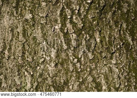Common Ash Tree Brown Textured Bark Detail